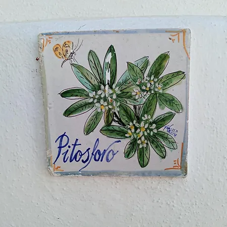 Casa vacanze Casa Pitosforo Casa Ulivo Forio di Ischia