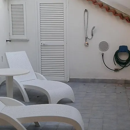 Pitosforo - Ulivo - Cocco
