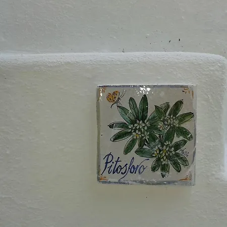 Pitosforo - Ulivo - Cocco Ferienhaus Forio di Ischia