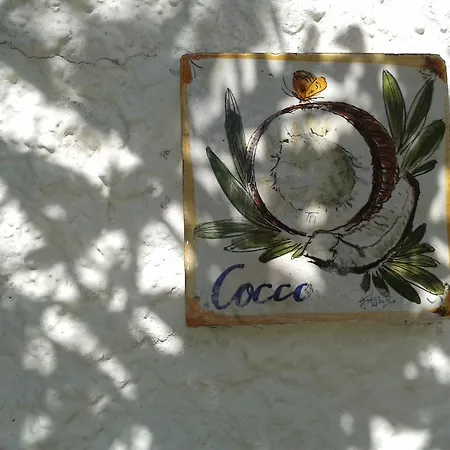 Pitosforo - Ulivo - Cocco * Forio di Ischia