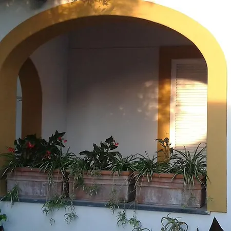 Pitosforo - Ulivo - Cocco Ferienhaus Forio di Ischia
