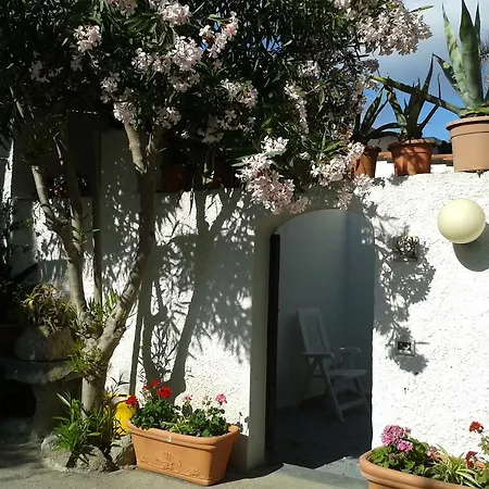 Pitosforo - Ulivo - Cocco * Forio di Ischia