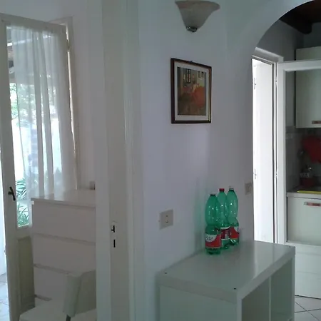 Pitosforo - Ulivo - Cocco Forio di Ischia