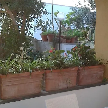 Pitosforo - Ulivo - Cocco Hébergement de vacances