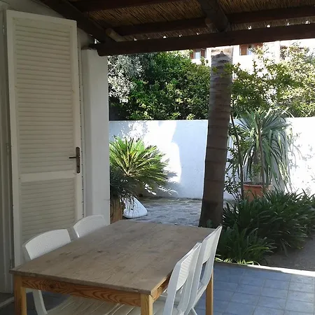 Pitosforo - Ulivo - Cocco *