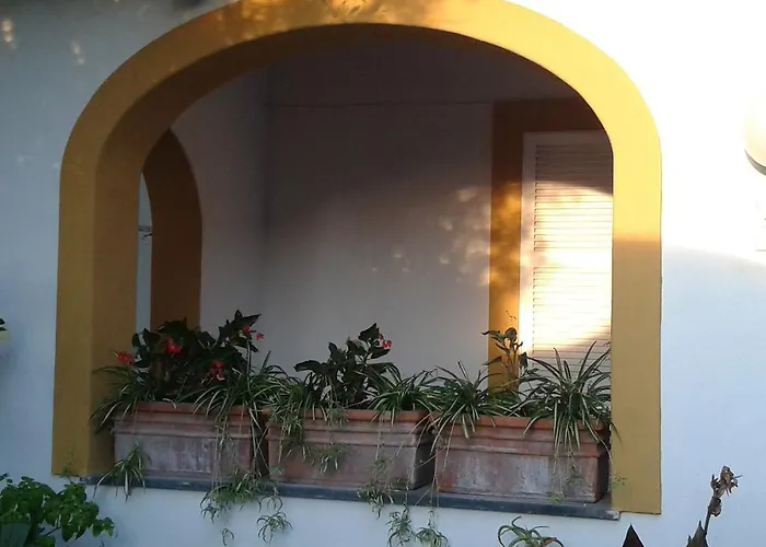 Pitosforo - Ulivo - Cocco Tatil Evi Forio di Ischia