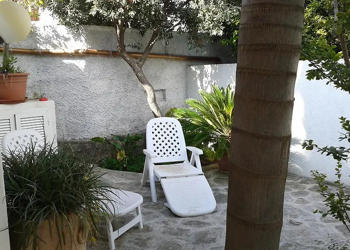 Pitosforo - Ulivo - Cocco Tatil Evi