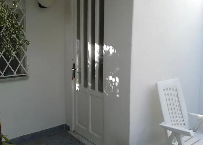 Pitosforo - Ulivo - Cocco